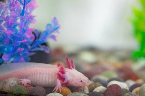 Najbláznivejší domáci miláčikovia, ktoré z vás môžu urobiť spoločnosť