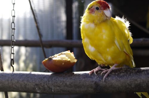 Tipy a zásady, ktoré ocení poznať každý začínajúci i skúsenejší chovateľ papagájov